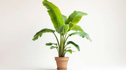 Potted banana plant isolated on white background - Powered by Adobe