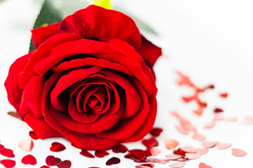 rosa rossa circondata da confetti rossi a forma di cuore su sfondo bianco a san valentino
