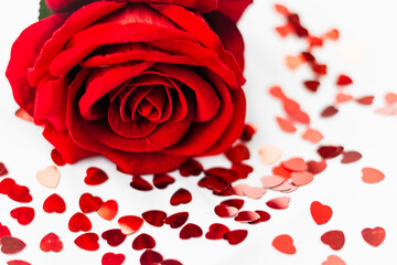 rosa rossa romantica circondata da confetti rossi a forma di cuore per san valentino su sfondo bianco