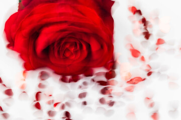 rosa mossa ottenuta con il mosso creativo san valentino