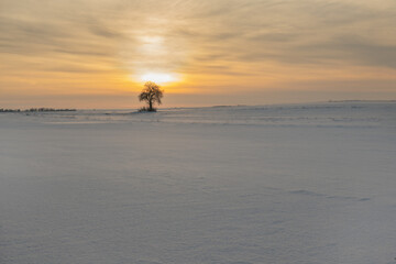 Winter landscape of Podlasie. Lonely tree.Poland