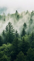 Misty Forest, A Serene Landscape of Foggy