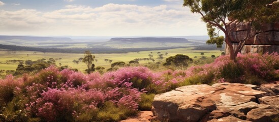 Flowering Australian sandstone heath in Sydney region, NSW, with Dillwynia and Boronia wildflowers. - obrazy, fototapety, plakaty