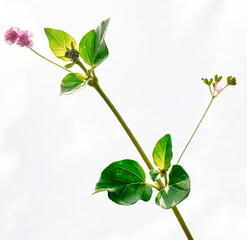 Close punarnava or boerhavia diffusa plant isolated on white background, Punarnava plant or Boerhavia diffusa, isolated on white background, herbal medicinal plant use for treatment. 