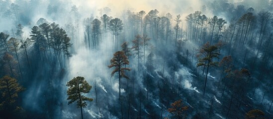 Controlled burn performed by state forest service in smoky southeastern North Carolina forest, seen from above. - obrazy, fototapety, plakaty