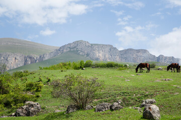 herd of horses grazing on the green grass in the mountains