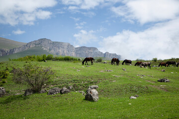 herd of horses grazing on the green grass in the mountains