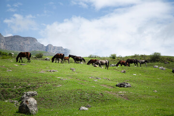 herd of horses grazing on the green grass in the mountains