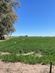 Obraz premium rows of trees