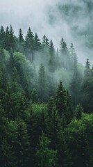 Serene Forest Shrouded in Thick Enveloping Fog