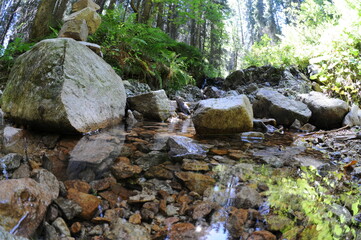 Fluss mit großen Steinen - klares frisches Wasser in der Natur - Wald