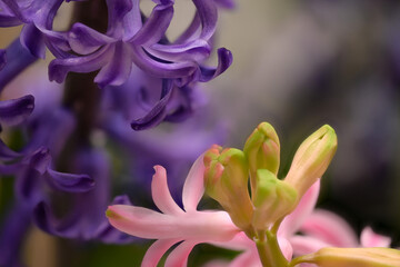 Closeup and focus stack photograph of Purple and Pink Hyacinth flowers.