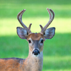 Of a White-Tailed buck with antlers in velvet. Dover, Tennessee