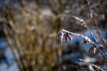 the leaves of shrubs are covered in icy frost
