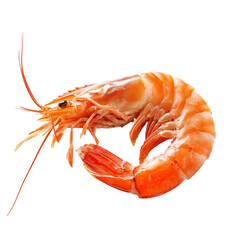 shrimps isolated on transparent background