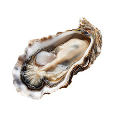 oyster isolated on transparent background