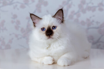 Fototapeta na wymiar sacred birma seal tabby point on a light background