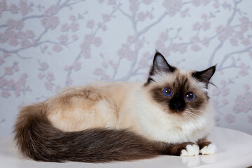 sacred birma seal point on a light background