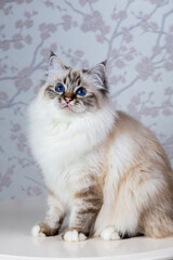 sacred birma seal tabby point on a light background