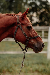 Horse