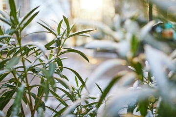 Snow covering plant with green leaves