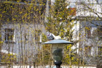 Gołębie siedzą na lampie w parku. Dwa gołębie w otoczeniu gałęzi. Szary i biały gołąb...