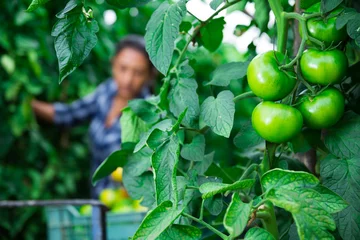 Fotobehang Closeup of green large tomatoes on branch in summer garden © JackF