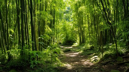 Enchanting bamboo forest  serene sections of a lush habitat surrounded by towering bamboo stalks