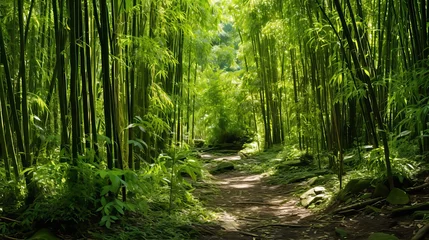  Enchanting bamboo forest  serene sections of a lush habitat surrounded by towering bamboo stalks © Eva