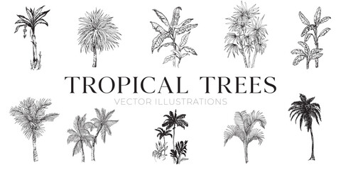 Handdrawn tropical trees illustrations, jungle trees drawing, tree, palms, set, collection, island - obrazy, fototapety, plakaty