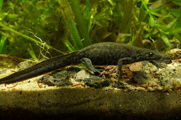 Closeup on an aquatic female balkan crested newt , Triturus ivanbureschi in the springtime