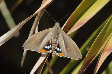 Closeup on a palm tree butterfly , Paysandisia archon, a fast spreading, introduced, pest species...