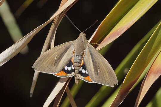 Closeup on a palm tree butterfly , Paysandisia archon, a fast spreading, introduced, pest species From Uruguya and Argentina that attacks palm trees