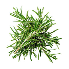 Fototapeta premium Fresh Rosemary Herb PNG Transparent Background