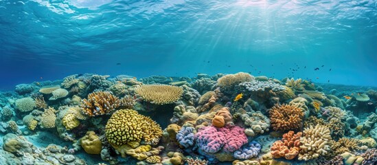 Naklejka na ściany i meble Coral reef seascape with corals, South Male atoll, Maldives.