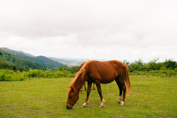 Fototapeta premium Pyrenees mountain with mountain horses, Catalonia, Spain