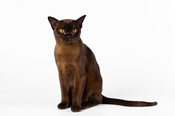 Burmese cat on a white background