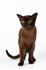 Burmese cat on a white background