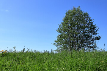 Green nature and landscape. Summer day. Skokloster, Sweden.