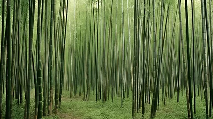 Gardinen Tranquil bamboo forest habitat showcasing serene sections of lush greenery © Eva