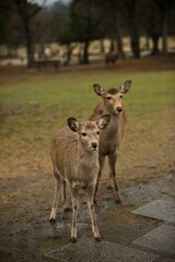 Naklejka na ściany i meble Deers in Nara Park