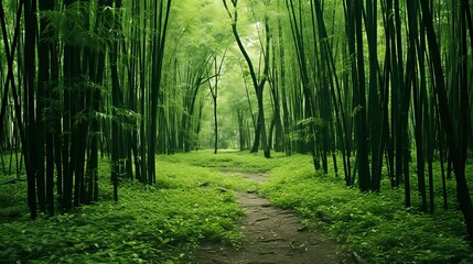 Tranquil sections of lush bamboo forest habitat in the woodland environment