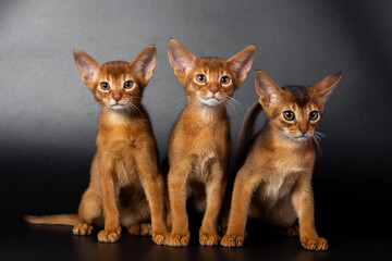 Abyssinian kittens on a black background