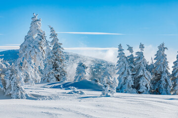 Winter snowy sunny landscape in the Giant Mountains with blue sky