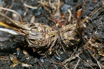 Root nodules of a Chinese licorice root, Ligusticum sinense