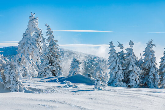 Winter snowy sunny landscape in the Giant Mountains with blue sky