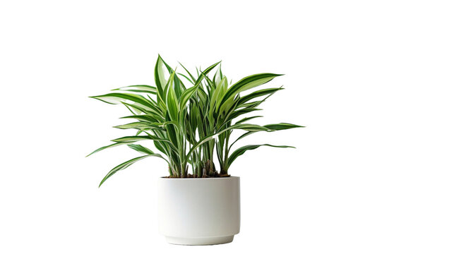 green houseplant isolated on white transparent background.	
