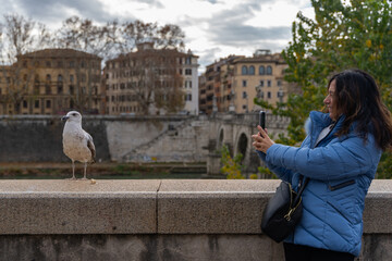 middle aged female tourist photographing with her mobile phone a seagull on a bridge in rome