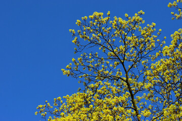 Drzewo © Indistinctivum