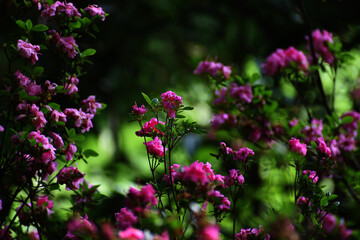 Kwiaty © Indistinctivum